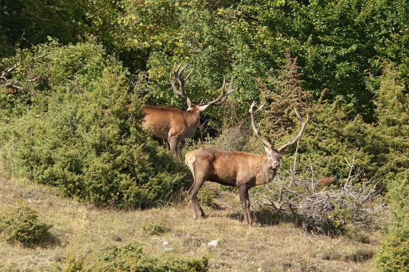 Un''arena molto contesa